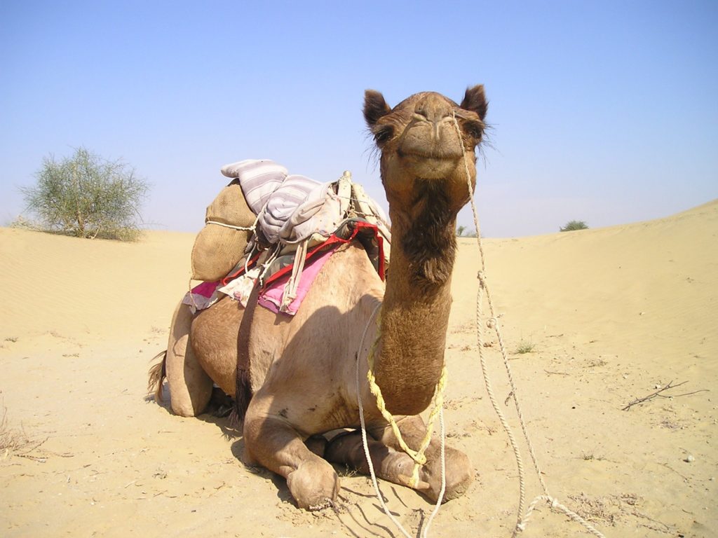 Camel